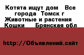 Котята ищут дом - Все города, Томск г. Животные и растения » Кошки   . Брянская обл.